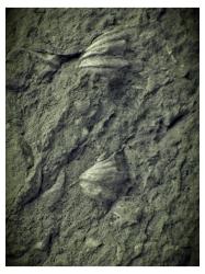 Fossil Shells, Svalbard VarmlandDryggen 550nm IR Filter