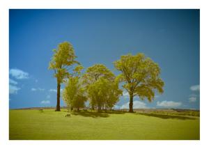 A Copse - 630nm Filter - Swap Red Blue Channels and Colour Pushed
