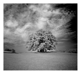 Shot using 630nm Filter converted to B&W