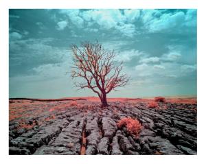 Limestone Pavement - 630nm filter - Red Blue Channel Swap