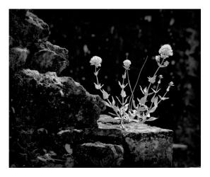 Red Valerian growing in the wall at Rivaulx Abbey 630nm converted to B&W