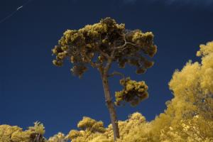 Pine Tree Silouetted against the Sky Channel Swapped