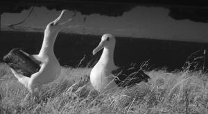 Albatross at Dunedin at 830nm